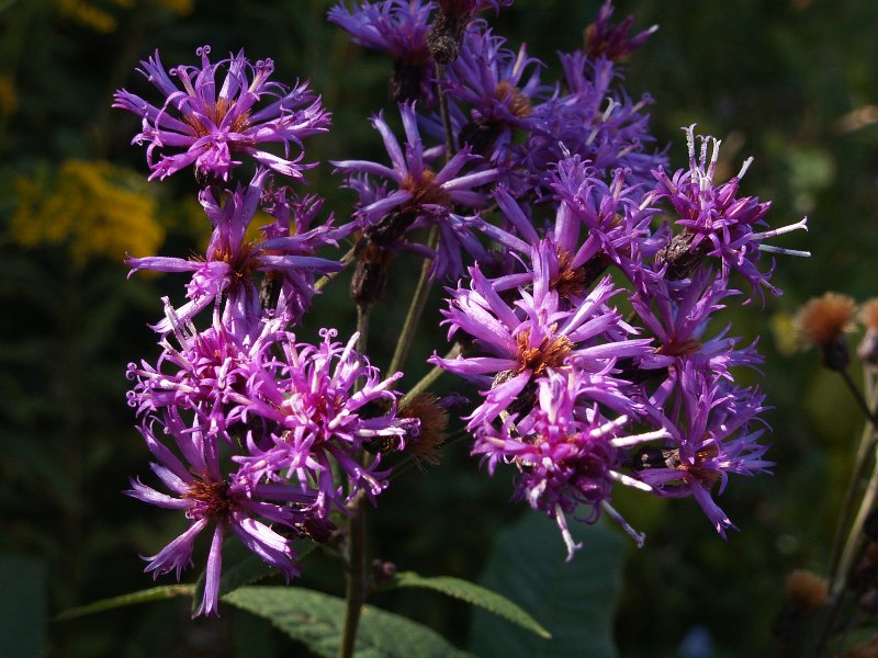 clasping-aster.JPG