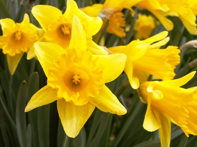 daffodils09.JPG