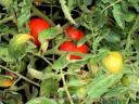 home-grown-tomatoes.jpg