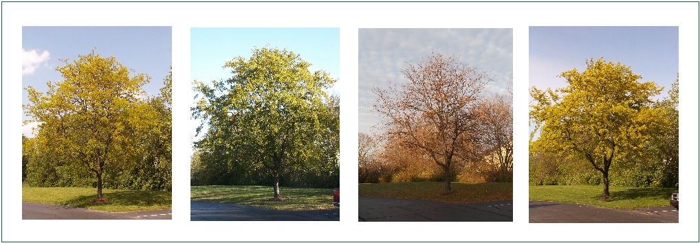 season-tree-cycle.jpg