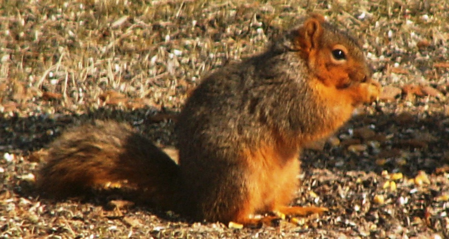 squirrel2.JPG
