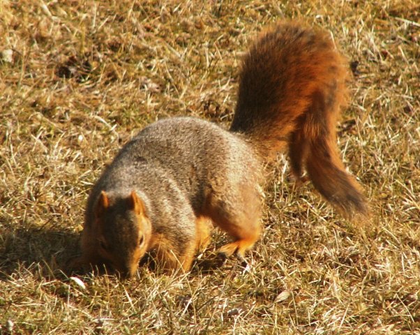 squirrel3.JPG